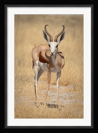 Framed Front view of standing springbok, Etosha National Park, Namibia, Africa Print