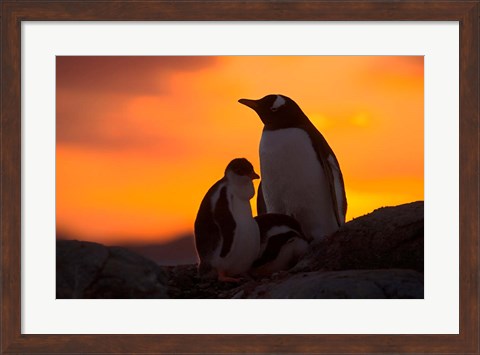 Framed Gentoo Penguins Silhouetted at Sunset on Petermann Island, Antarctic Peninsula Print