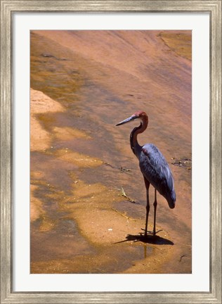 Framed Buffalo Springs National Reserve, Goliath Heron, Kenya Print