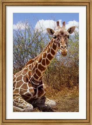 Framed Giraffe lying down, Loisaba Wilderness, Laikipia Plateau, Kenya Print