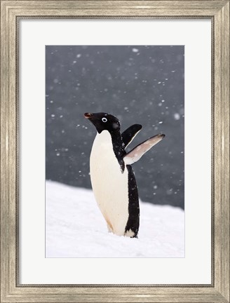 Framed Adelie Penguin in Falling Snow, Western Antarctic Peninsula, Antarctica Print