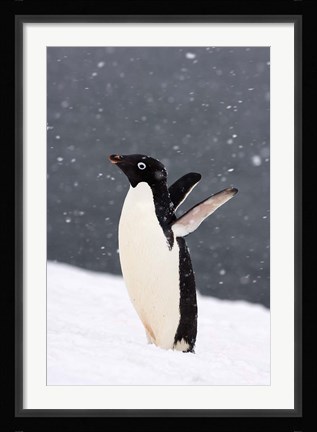 Framed Adelie Penguin in Falling Snow, Western Antarctic Peninsula, Antarctica Print