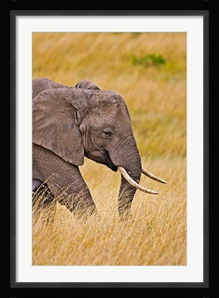 Framed African Elephant Grazing, Maasai Mara, Kenya Print