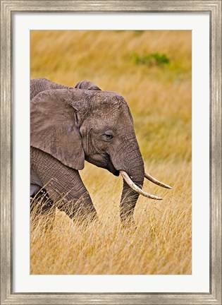 Framed African Elephant Grazing, Maasai Mara, Kenya Print