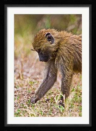 Framed Baboons Hanging Around, Maasai Mara, Kenya Print