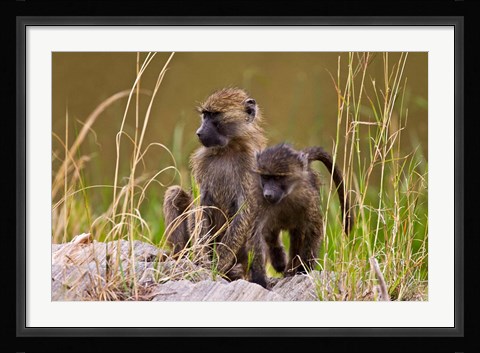 Framed Baboons in the bush in the Maasai Mara Kenya. (RF) Print