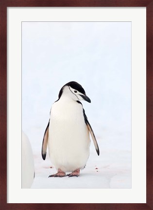 Framed Chinstrap Penguin, The South Shetland Islands, Antarctica Print