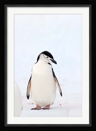 Framed Chinstrap Penguin, The South Shetland Islands, Antarctica Print