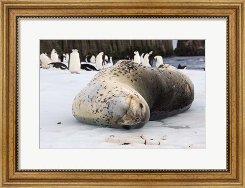 Framed Chinstrap Penguins and Leopard Seal, The South Shetland Islands, Antarctica Print