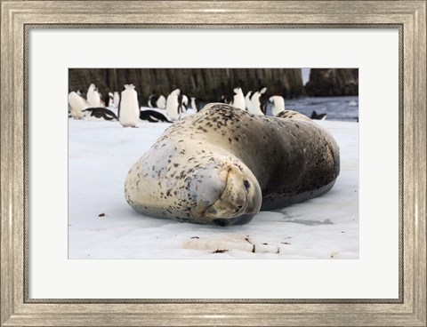 Framed Chinstrap Penguins and Leopard Seal, The South Shetland Islands, Antarctica Print