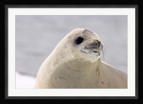 Framed Close up of Crabeater seal, Antarctica Print