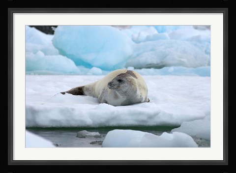 Framed Crabeater seal lying on ice, Antarctica Print