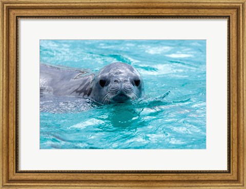 Framed Crabeater seal, western Antarctic Peninsula Print