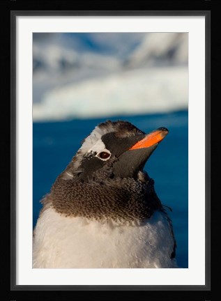 Framed Gentoo penguin chick, Western Antarctic Peninsula Print