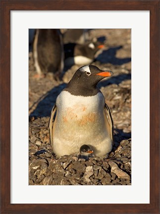 Framed Gentoo penguin, South Shetland Islands, Antarctica Print