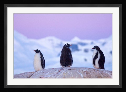 Framed Gentoo penguin, Western Antarctic Peninsula Print