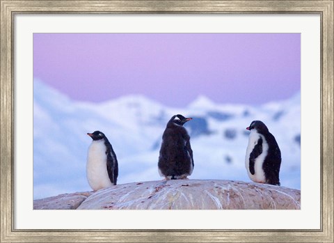 Framed Gentoo penguin, Western Antarctic Peninsula Print