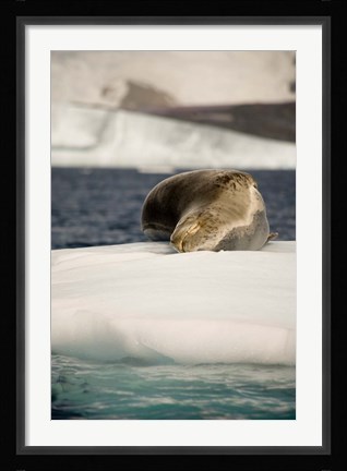 Framed Antarctica. Leopard seal adrift on ice flow. Print