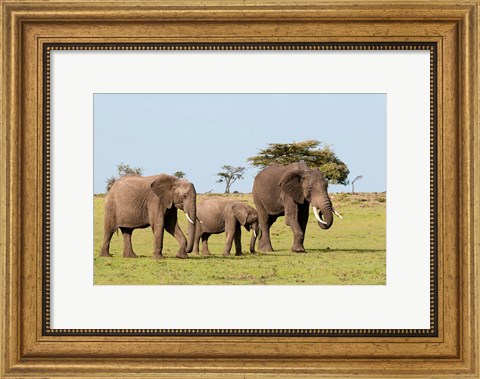 Framed Three African Elephants, Maasai Mara, Kenya Print