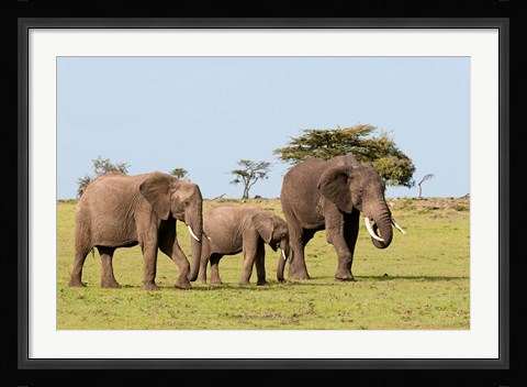 Framed Three African Elephants, Maasai Mara, Kenya Print