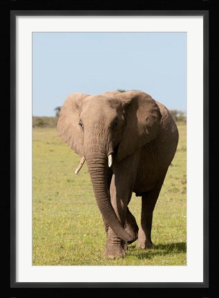 Framed African Elephant, Maasai Mara, Kenya Print