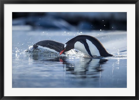 Framed Antarctica, Anvers Island, Gentoo Penguins diving into water. Print