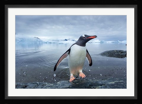 Framed Antarctica, Cuverville Island, Gentoo Penguin leaping onto shore. Print