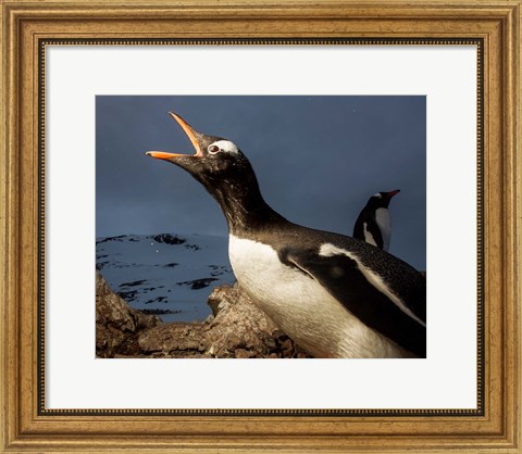 Framed Antarctica, Cuverville Island, Portrait of Gentoo Penguin nesting. Print