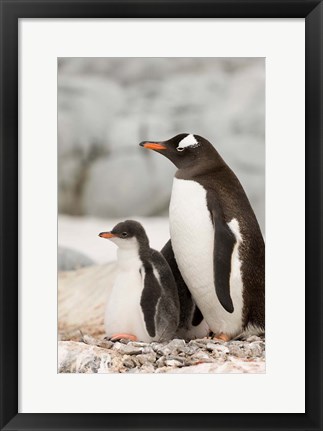 Framed Antarctica, Petermann Island, Gentoo Penguins Print