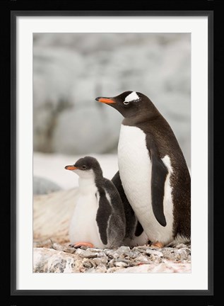 Framed Antarctica, Petermann Island, Gentoo Penguins Print