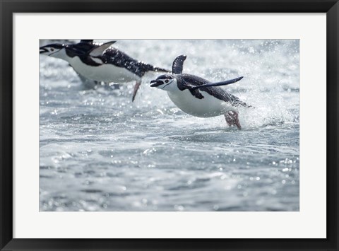 Framed Antarctica, South Shetland Islands, Chinstrap Penguins swimming. Print