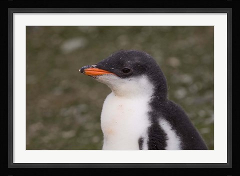 Framed Antarctica, South Shetlands Islands, Gentoo Penguin Print
