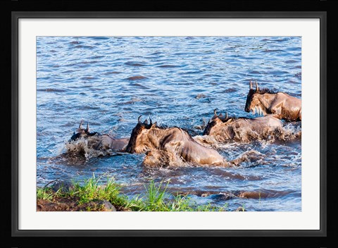 Framed Blue wildebeest crossing the Mara River, Maasai Mara, Kenya Print