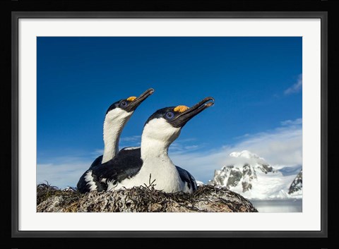 Framed Blue-eyed Shags, Antarctica. Print