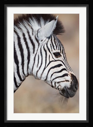 Framed Burchell's Zebra, Etosha National Park, Namibia Print