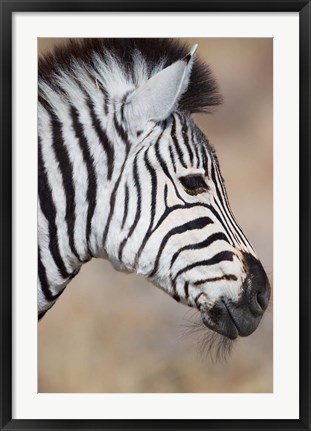 Framed Burchell's Zebra, Etosha National Park, Namibia Print