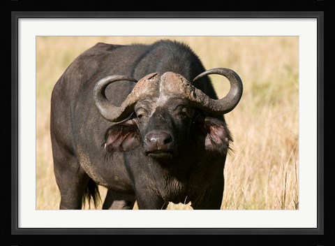 Framed Cape Buffalo, Masai Mara National Reserve, Kenya Print