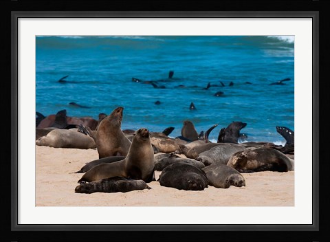 Framed Cape fur seasl, Skeleton Coast NP, Namibia. Print