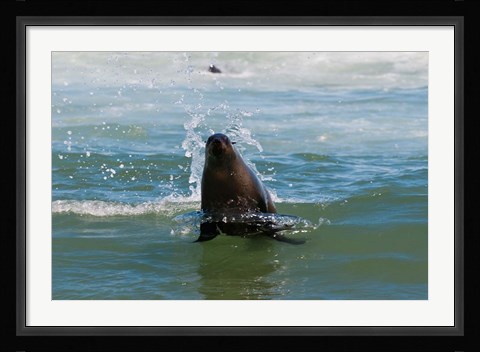 Framed Cape fur seal, Arctocephalus pusilus, Skeleton Coast NP, Namibia. Print