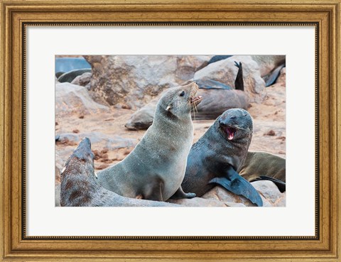 Framed Cape Fur seals, Skeleton Coast, Kaokoland, Namibia. Print