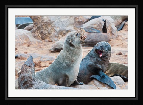 Framed Cape Fur seals, Skeleton Coast, Kaokoland, Namibia. Print
