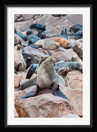 Framed Cape Fur seals, Cape Cross, Skeleton Coast, Kaokoland, Namibia. Print