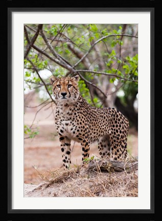 Framed Cheetah, Kapama Game Reserve, South Africa Print