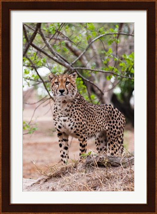Framed Cheetah, Kapama Game Reserve, South Africa Print