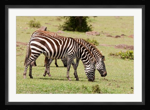 Framed Zebra grazing, Maasai Mara, Kenya Print