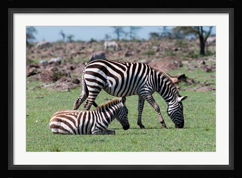 Framed Common Zebra, Maasai Mara, Kenya Print