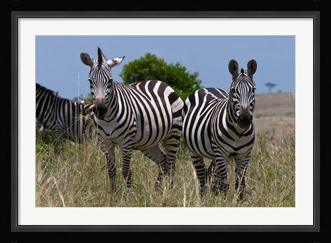 Framed Common Zebra, Masai Mara National Reserve, Kenya Print