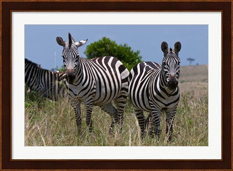 Framed Common Zebra, Masai Mara National Reserve, Kenya Print