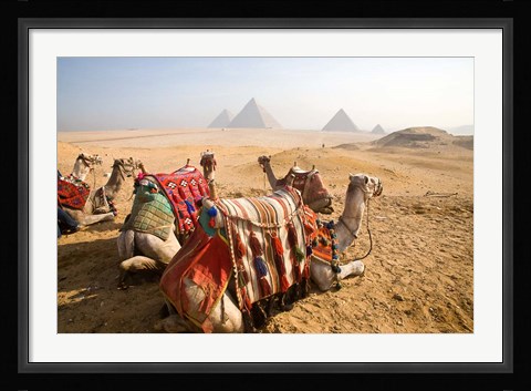Framed Egypt, Cairo, Camels, desert sands of Giza Pyramids Print