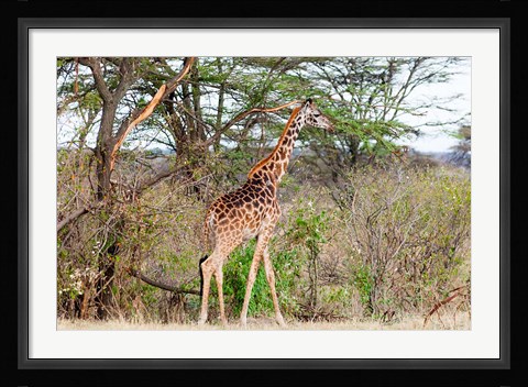 Framed Giraffe, Maasai Mara National Reserve, Kenya Print